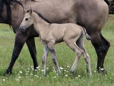 Bluestem Steely JW<BR>AQHA PENDING